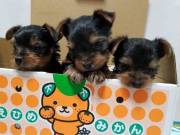 MALE AND FEMALE YORKIE PUPPY FOR SALE.
