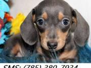 Adorable Dachshund Puppies Needing New Homes. (785) 380-7934