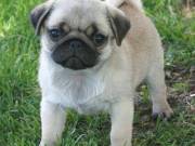 Lovely Pug puppies for sale