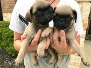 Spanking Pug puppies for good home only