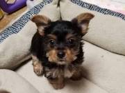 Charming Yorkie Puppies