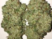 HIGH GRADE CANNABIS