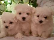 Sweeet Maltese Puppies For Sale