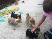 Precious Pembroke Welsh Corgis Text or call (804) 596-9519