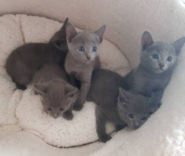 Lovely Russian Blue Kittens For Sale Honolulu Whitneyjasemain