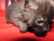 Ragdolls for sale