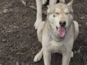 adult wolf hybrids free 