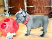Outstanding french bulldog puppies