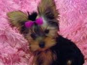 Yorkie puppies