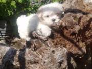 Pure Pedigree White Maltese Puppies
