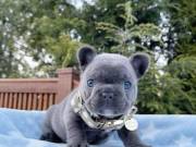 Teacup French Bulldogs For Sale | https://paradiseteacuppuppieshome.com/
