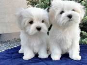 Gorgeous Teacup Maltese Puppies