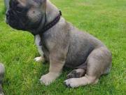 french bulldog puppies for sale gold coast