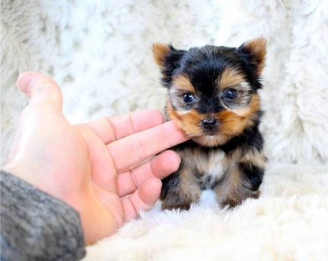 Akcckc Registered Tiny Teacup Yorkie Puppies Text 651 538