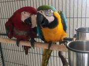 Baby Cuddly Blue And Gold Macaw - Super Tame