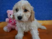 Appreciated Cavachon Puppies
