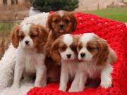  Befriended Cavalier King Charles Spaniel Puppies