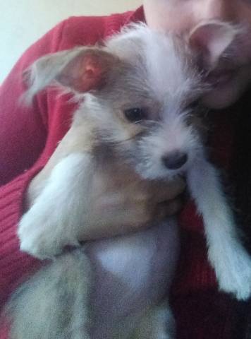 teacup chorkie puppies