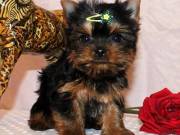 Yorkie Puppies Available.
