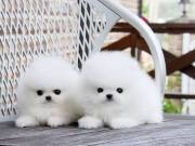 Pomeranian Puppies for addoption>