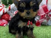 Black & Tan Yorkie Puppies Available