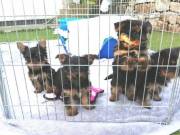 Male and female Yorkie puppies for sale