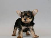 Tiny and Compact Yorkie 