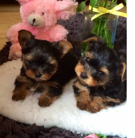 yorkie cute puppies