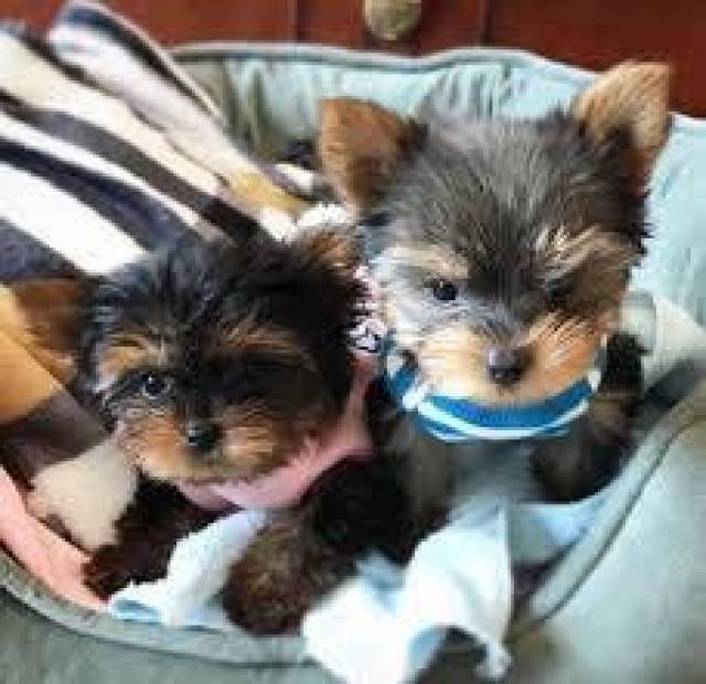 Intelligent And Playful Yorkie Puppies Boy & Girl for sale ‪(409) 209