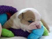 healty and lovel english bulldog puppies for you