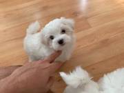 Registered teacup maltese puppies (781) 954-0763