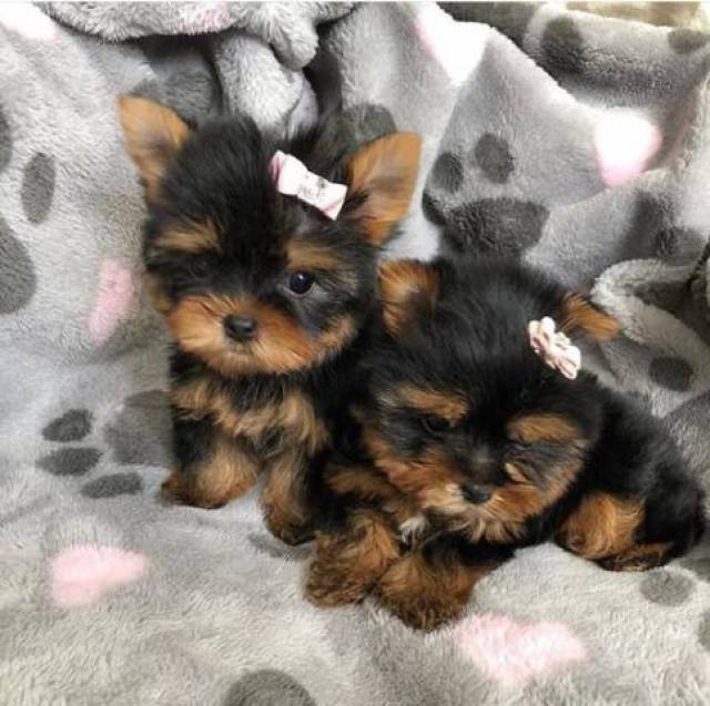 Teacup Yorkie puppies New Orleans Animal, Pet