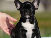 Adorable french bulldog puppy available now 