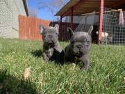 Adorable french bulldog puppy available now 