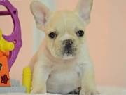 Adorable french bulldog puppy available now 