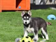 Gorgeous & playful Siberian Husky for sale