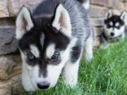 Sweet & playful Siberian Husky for adoption