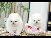 TEACUP POMERANIAN PUPPIES AVAILABLE