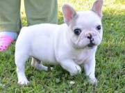 French Bulldog puppies