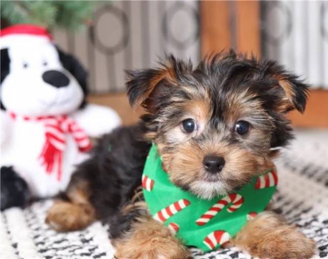 AKC Yorkshire Terrier (Yorkie) for sale New Orleans Animal, Pet