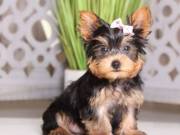 Absolutely Healthy Yorkie Puppy