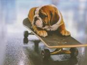 healthy and lovely english bulldog puppies available for christmas