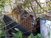 Pro Wildlife Removal