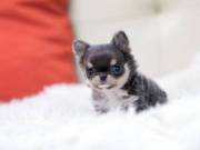 Teacup puppies for sale. text at 720 623 4628