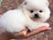Cute and adorable pure white Pomeranian pups for sale 