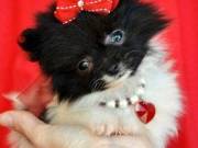 Cute  Pomeranian pups for sale 