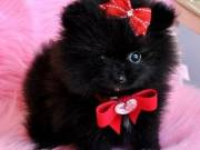  Pomeranian pups for sale 