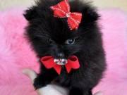  Cute  Pomeranian pups for sale 