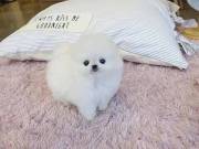  Cute  Pomeranian pups for sale 