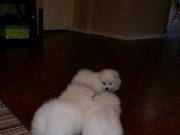 Pretty pom  Puppies for sale 